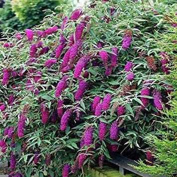 vegherb 50 graines - Graines Papillon Bush Lilas d'été (Buddleia de David)