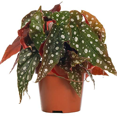 Spotted Begonia Maculata | Indoor Houseplant for Home or Office