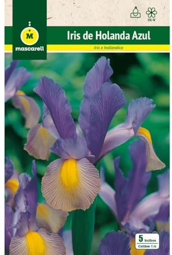 Mascarell Semillas, IRIS DE HOLANDA, AZUL, Semillas Bulbosas, Bulbos de Flores Otoño Fácil de Cultivar, Bolsa 10 Bulbos