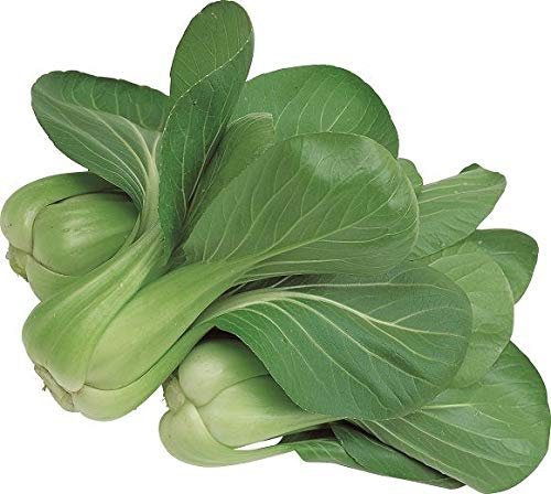 CAVOLO CINESE PAK CHOI VERDE NR.300 SEMI