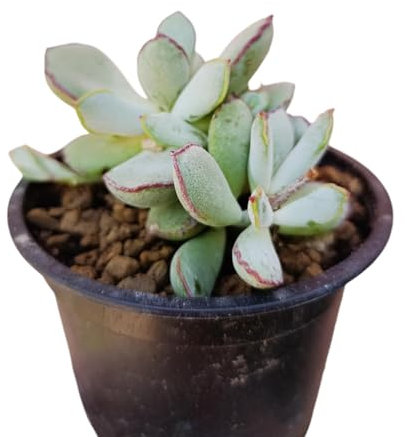 Cotyledon Choco Line pianta grassa succulenta margini rossi