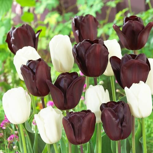 Tulipes Bulbes Black and White Mix - 20 Bulbes de Fleurs à Planter Exterieur - Plantes Vivaces Exterieur - Tulipes Noires Exclusives de Hollande - Rustique (pas de graines, non artificielle)