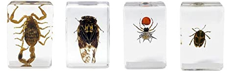 Celestron Real 3D Scorpion, Cicada, Orb-Weaver & Beetle Resin Specimen Set