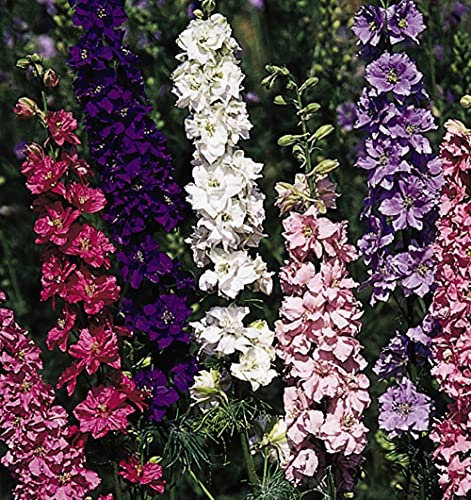 Larkspur 400 Flower Seeds Seed Sower Packet Producing Beautiful Flower Towers with Bright Colours, Larkspur T&M Improved Sow Clear Seed Packet by Thompson and Morgan