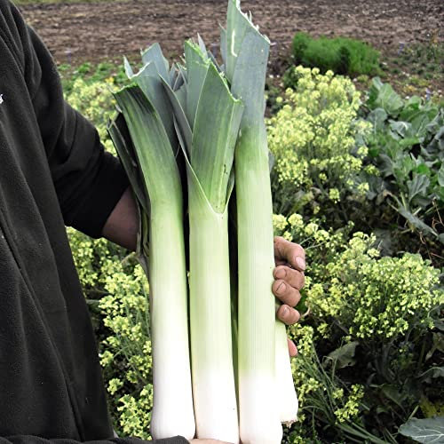 Leek F1 Sprintan Finished Hardy Bienial Easy to Grow Your Own Sun Loving Garden Vegetable 1x Seed Packet (Aprox 190 Seeds) by Suttons