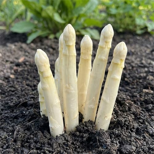 Piante di asparagi Bianchi - 5 piante frigo A+ - refrigerate a crescita rapida provenienti dall'Olanda - Resistenti & Perenni - Per la coltivazione in letti rialzati