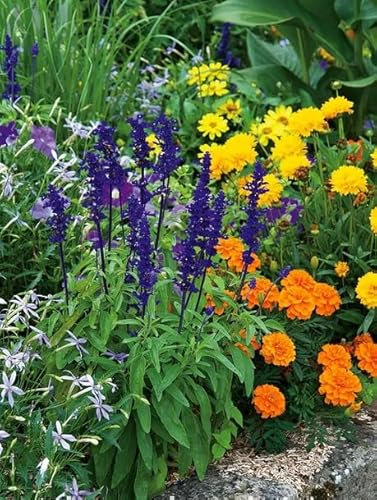 500 graines melange fleurs anti moustiques - éloigne les moustiques tiques et moucherons - 362