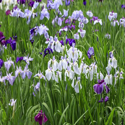 Bulbos de iris - resistentes para jardines de rocas balcón exótico iris, primavera resistentes jardín en macetas al aire libre para lugares soleados 4pcs