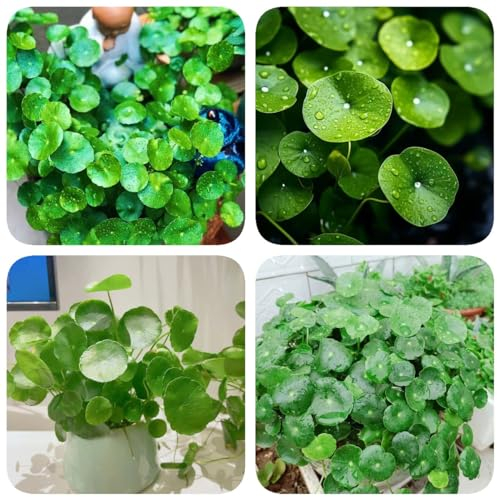 400 pcs wassernabel aquarium samen, Hydrocotyle vulgaris, exotische pflanzen, samen balkon wassernabel pflanze samen wasserpflanzen aquarium, teichpflanzen winterhart wasserpflanzen