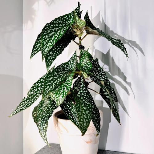 Forellenbegonie Samen - winterharte balkonpflanzen Begonia maculata - pflanzen samen winterharte pflanzen für garten grünpflanzen zimmerpflanzen pflanzen garten grünpflanzen, 50pcs