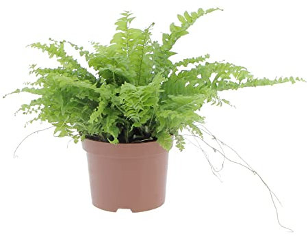 KENTIS - Nephrolepis Exaltata Green Lady - Felce Pianta Purifica Aria da Interno - H 20-30 cm Vaso Ø 12 cm