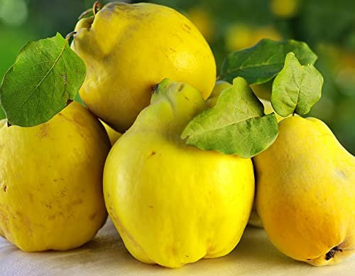 Birnenquitte `Vranja´, Niedrigstamm, alte Sorte, 120-140cm im Topf