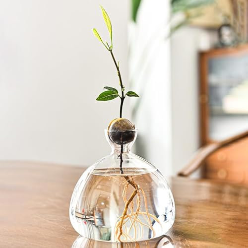 YUEMING Glass Avocado Tree Flower Vase Seed Starter Planter, Hydroponic Plant Pot Gift for Gardening Lovers (Transparent)
