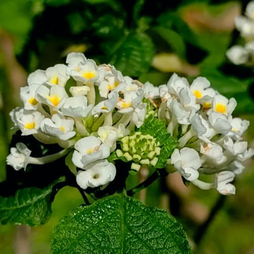 semillas de lantana, ornamentales decoración de jardín de rocas resistentes de primavera, silvestres en resistentes 400pcs