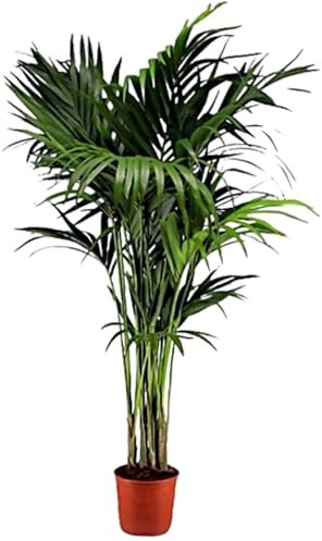 Planta natural Elegante Palmera Kentia. 140-150 cm. Segura Garden. Las palmeras Kentia son espectaculares y mejoran la calidad del aire, creando un ambiente fresco y relajante en el hogar.