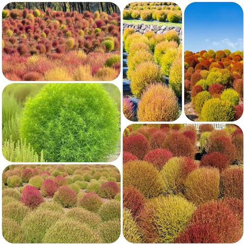 Kochia scoparia samen - zimmerbonsai bonsai büropflanzen Kochia scoparia samen saatgut alte sorten balkon pflanze zimmerpflanze ziergras samen bio samen kräutersamen pflanztöpfe 40pcs