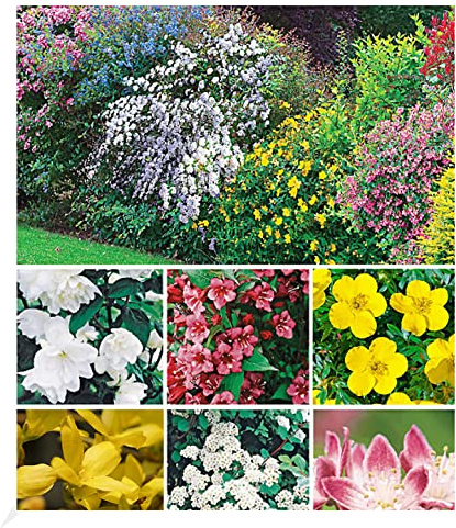 BALDUR Garten 11er Hecken-Kollektion, Pflanzen im 13 cm-Topf, Bartblume, Großblumiges Johanniskraut, Deutzie, Brautspiere und Weigelie, winterhart, pflegeleicht, blühend, für 10 Meter Hecke