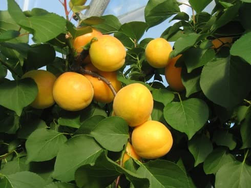 Albicocco Ninfa (Prunus armeniaca) - Pianta di frutto frutta