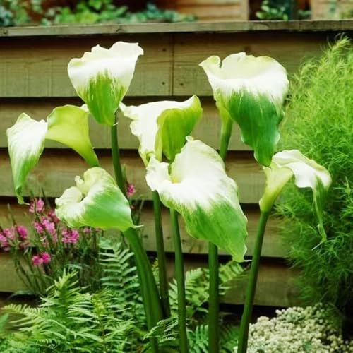 Bulbos de lirio de cala - Zantedeschia aethiopica - jardín resistentes balcón perennes interior exóticas 3pcs