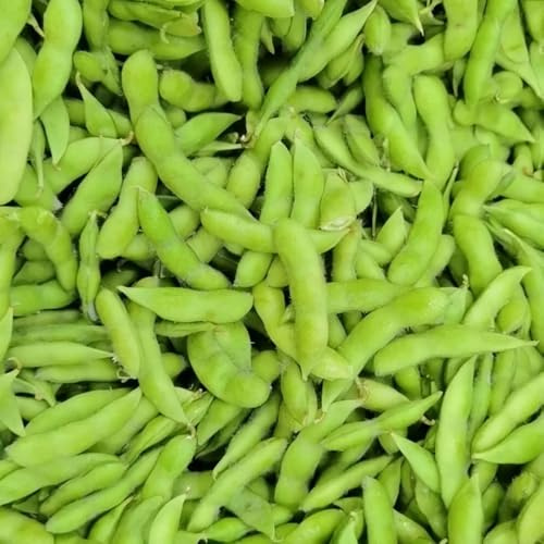 semillas de frijol edamame, maceta resistentes al aire libre resistentes de exterior de jardín de rocas 100pcs