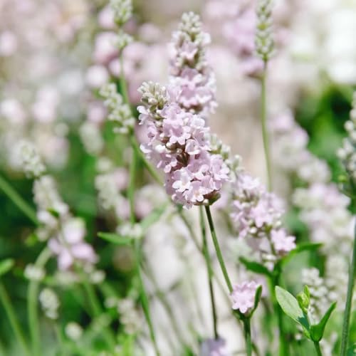 semi di lavanda - raro varietà antiche biologiche d'appartamento esotiche resistenti, balcone in vaso 100pcs