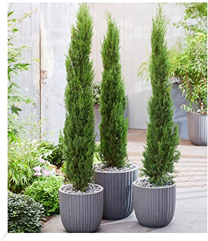 BALDUR Garten Echte Toskana 'Säulen-Zypressen', 1 Pflanze, Cupressus sempervirens pyramidalis Mittelmeer-Zypresse winterhart, pflegeleicht, Wasserbedarf gering