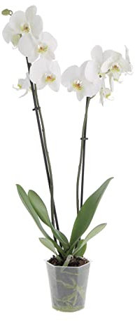 KENTIS - Orchidea Phalaenopsis Bianca - Piante Vere da Interno Fiorite - H 60-70 cm Vaso Ø 12 cm