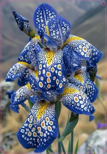 Fácil de cultivar.Otoño o primavera,En maceta.Bulbos de Iris-Excelente para plantar en interiores o exteriores-iris bulbos-15 Bulbos-E