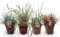 Ziergräser - 4 Pflanzen - Blau - Gelb - Grün - Rot - Immergrün - Wenig Pflege - 40-50cm - Ø17cm - Gartenpflanze