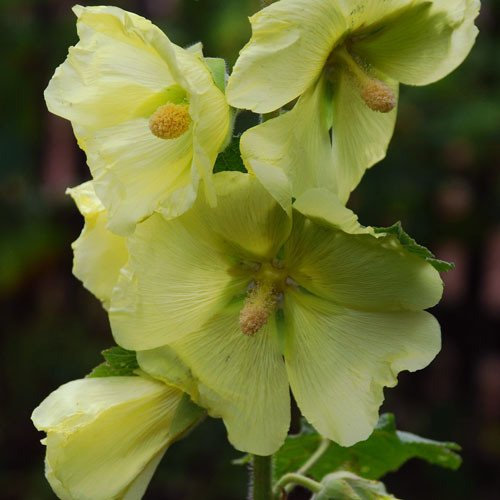 Plant World Seeds - Hollyhock 'Lemon Light' Seeds (Perennial Flower Seeds)