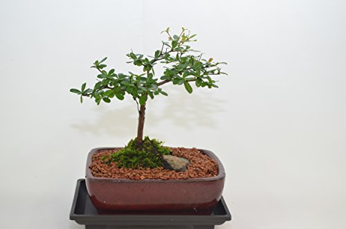 Black Olive, Broom Style, Flowers Berries, 5 Years Old, Very Slow Growth