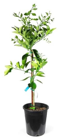 Naranjo en Maceta: Cosecha Naranjas Frescas en Casa