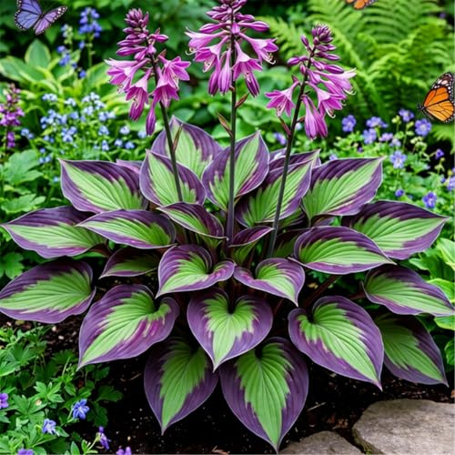 Hosta Easy-Hardy - Plantación de bordes de jardín - No se marchita en invierno - Colección de follaje hosta/que crece rápido/tallado de jade dorado, 4 raíces-D