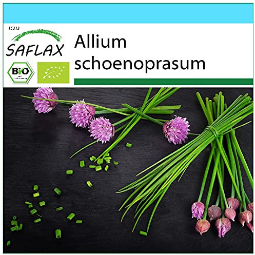 SAFLAX - Set regalo - Ecológico - Cebollino - 250 semillas - Con caja regalo/envío, etiqueta para envío, tarjeta de felicitación y sustrato de cultivo - Allium schoenoprasum