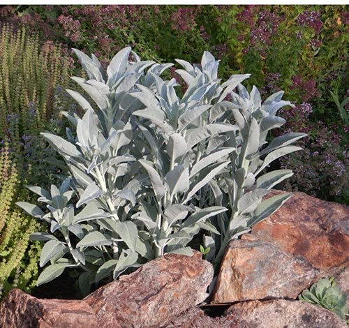 100 pezzi di semi di salvia bianca: graines