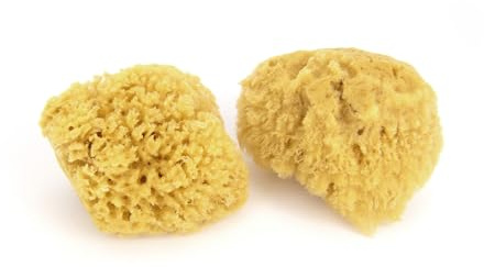 Neptune Caribbean Sea Sponge 2 Pack, Small (Approx. 4-5 Inch), Hand Processed, Natural & Eco-Friendly Bath Sponge