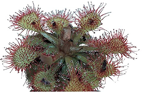 Sundew (Drosera), Living Plant, Good for Acid-Bog Terraria