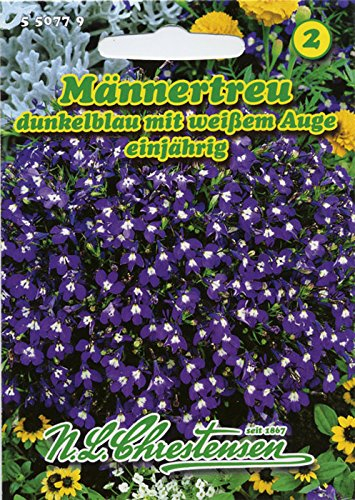 Männertreu 'Dunkelblau mit weißem Auge' , einjährig, beliebte, reichblühende Beet- und Gruppenpflanze 'Lobelia erinus'