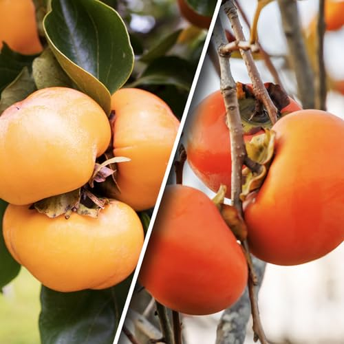 KAKI Apfel - Kiefernholz - 80 cm - Geeignet für Balkon, Terrasse und kleine Gärten - Geeignet für Töpfe und im Garten (1 Baum KAKI Apfel)