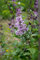 Syringa josikaea 40-60 cm - Ungarischer Flieder, rosa-lila Blüten, Blütezeit Mai-Juni, duftend, ideal für Hecken, bienenfreundlich, winterhart