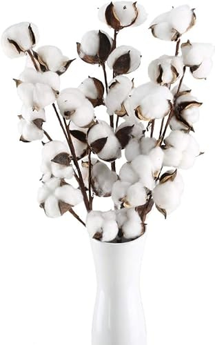 Minnhua 3 Pezzi Fiori Secchi Decorativi Fiori di Cotone Secco Naturale