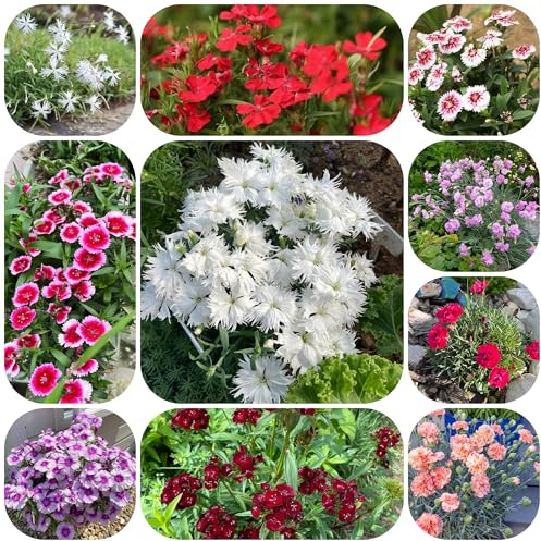 semi di chiodi di garofano, garofano, tappezzante resistenti farfalle decorazione da giardino per esterni autunnali resistenti to rare 120pcs