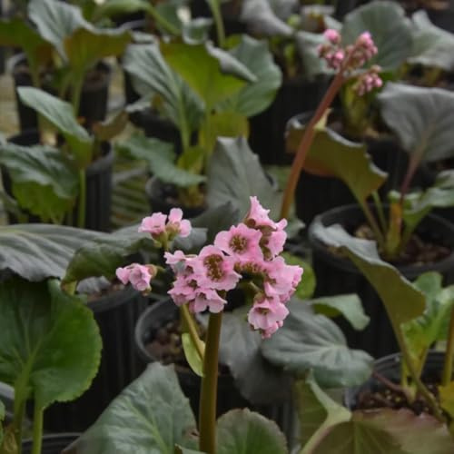 semillas de bergenia de balcon, silvestres de balcon de bergenia ornamentales, decoración, 100pcs