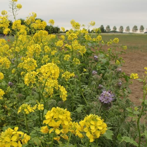 semillas de mostaza - Brassica juncea de oficina semillas jardín invierno resistentes 700pcs