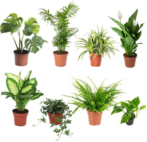 DECOALIVE | Pack Poca Luz I | Set de 8 Plantas de Interior Naturales Que Necesitan Poca Luz
