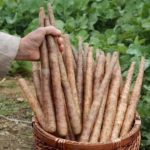 Semillas de ñame - balcón de invierno Dioscorea polistachya - semillas de orgánicas 300pcs