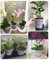 Schlanke, transparente Blumentöpfe für Orchideen optimieren den Luftstrom und verhindern Wurzelverfall, 3-teiliges Set (15 cm)