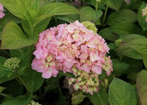 Hydrangea macrophylla Plant in 9cm Pot - Ready to Plant | Perfect Plant for Summer Colour (Bouquet Rose)