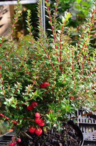 Immergrüne Torfmyrte Pernettya mucronata Purpurea 30-40 cm im 2 Liter Pflanzcontainer