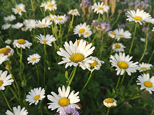 deutsche Wiesen-Margerite Samen, heimische Margerithe (lat. Leucanthemum vulgare) als Blumenwiese, Blumen Saatgut für Rasen & Wiese (8.000 Samen)